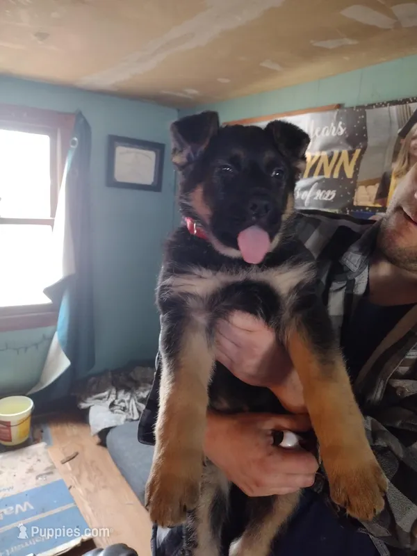 Nova – German Shepherd Dog puppy for sale in Scottville, MI