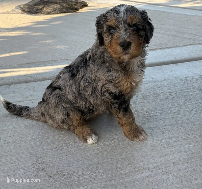 Lola Blue Eyes – Miniature Bernedoodle puppy for sale in Roscoe, IL
