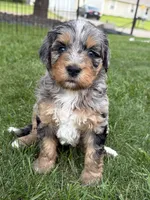 Lola Blue Eyes, a female Miniature Bernedoodle for sale in Roscoe, IL – 6 of 6