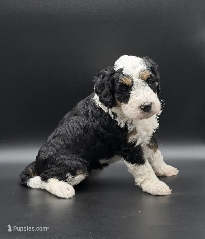 Dora – Miniature Bernedoodle puppy for sale in Roscoe, IL