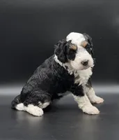 Dora, a female Miniature Bernedoodle for sale in Roscoe, IL – 1 of 3