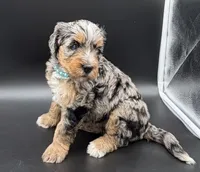 Lola Blue Eyes, a female Miniature Bernedoodle for sale in Roscoe, IL – 3 of 6