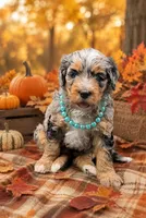 Lola Blue Eyes, a female Miniature Bernedoodle for sale in Roscoe, IL – 2 of 6