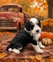 Dora, a female Miniature Bernedoodle for sale in Roscoe, IL – 3 of 3