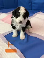 Dora, a female Miniature Bernedoodle for sale in Roscoe, IL – 2 of 3