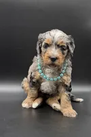 Lola Blue Eyes, a female Miniature Bernedoodle for sale in Roscoe, IL – 5 of 6