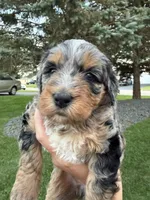 Lola Blue Eyes, a female Miniature Bernedoodle for sale in Roscoe, IL – 4 of 6