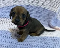 Chloe, a female Dachshund for sale in Carrollton, MO – 1 of 4