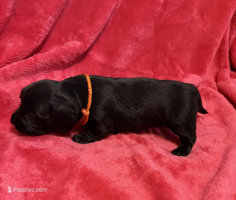 Pepper – Dachshund puppy for sale in Carrollton, MO