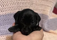 Charlie, a male Dachshund for sale in Carrollton, MO – 2 of 4