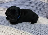 Charlie, a male Dachshund for sale in Carrollton, MO – 4 of 4
