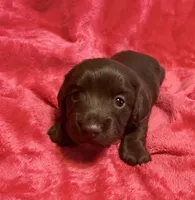 Cinnamon, a female Dachshund for sale in Carrollton, MO – 3 of 6