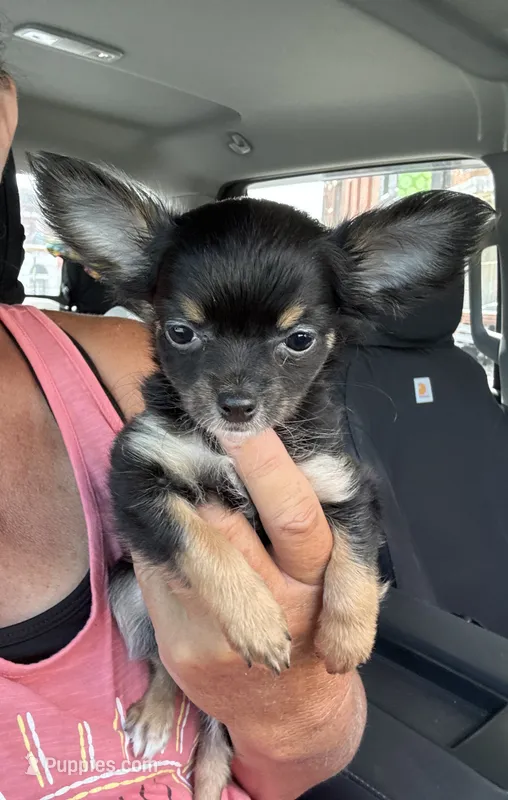 Pixie – Chihuahua puppy for sale in Carrollton, MO