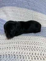 Charlotte, a female Dachshund for sale in Carrollton, MO – 4 of 5
