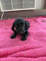 Charlie, a male Dachshund for sale in Carrollton, MO – 2 of 4