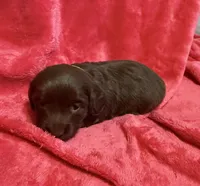 Cinnamon, a female Dachshund for sale in Carrollton, MO – 4 of 6