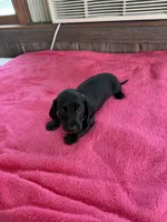 Charlie, a male Dachshund for sale in Carrollton, MO – 4 of 4
