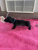 Charlie, a male Dachshund for sale in Carrollton, MO – 3 of 4