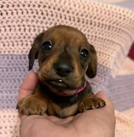 Chloe, a female Dachshund for sale in Carrollton, MO – 2 of 4