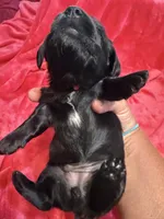Pepper, a female Dachshund for sale in Carrollton, MO – 3 of 5