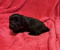 Pepper, a female Dachshund for sale in Carrollton, MO – 4 of 5