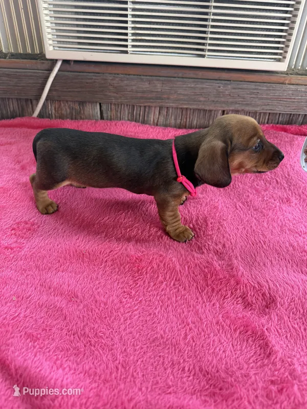 Chloe – Dachshund puppy for sale in Carrollton, MO