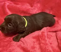 Cinnamon, a female Dachshund for sale in Carrollton, MO – 2 of 6