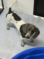 Slinky, a male Miniature Dachshund for sale in Carrollton, MO – 3 of 3