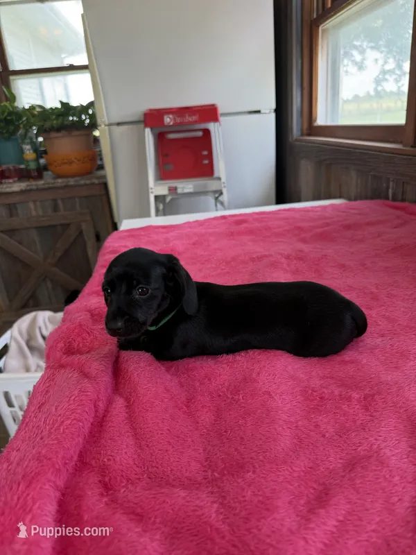 Charlotte – Dachshund puppy for sale in Carrollton, MO