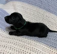 Charlotte, a female Dachshund for sale in Carrollton, MO – 3 of 5