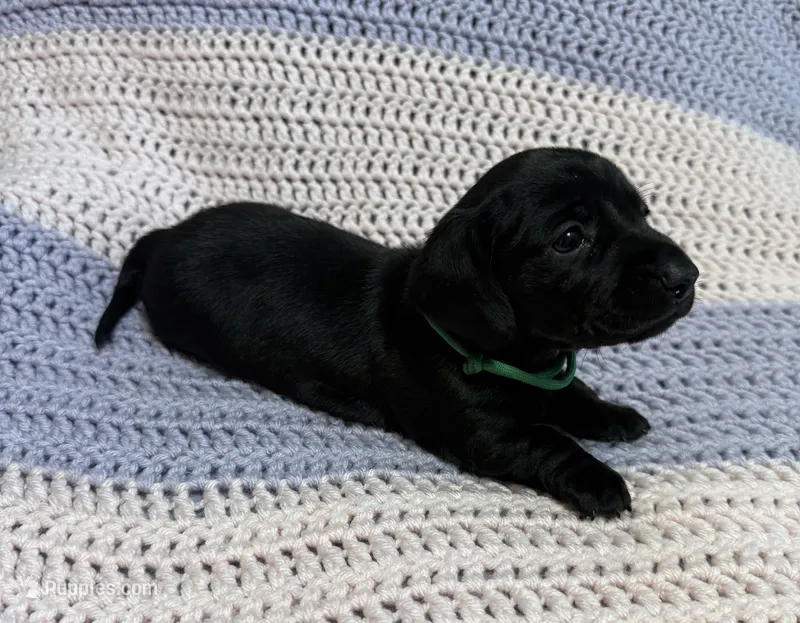 Charlotte – Dachshund puppy for sale in Carrollton, MO