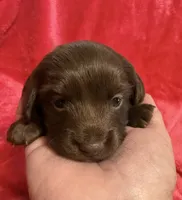 Cinnamon, a female Dachshund for sale in Carrollton, MO – 5 of 6