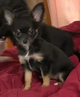 Pixie, a female Chihuahua for sale in Carrollton, MO – 3 of 3