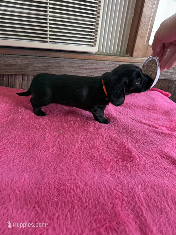 Pepper – Dachshund puppy for sale in Carrollton, MO