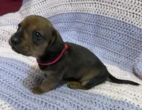 Chloe, a female Dachshund for sale in Carrollton, MO – 3 of 4