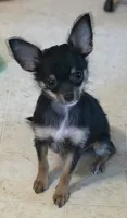 Pixie, a female Chihuahua for sale in Carrollton, MO – 2 of 3