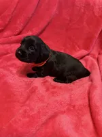Pepper, a female Dachshund for sale in Carrollton, MO – 5 of 5