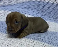 Cherry, a female Dachshund for sale in Carrollton, MO – 2 of 4