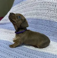 Cherry, a female Dachshund for sale in Carrollton, MO – 4 of 4