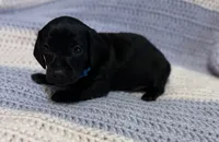 Charlie, a male Dachshund for sale in Carrollton, MO – 1 of 4