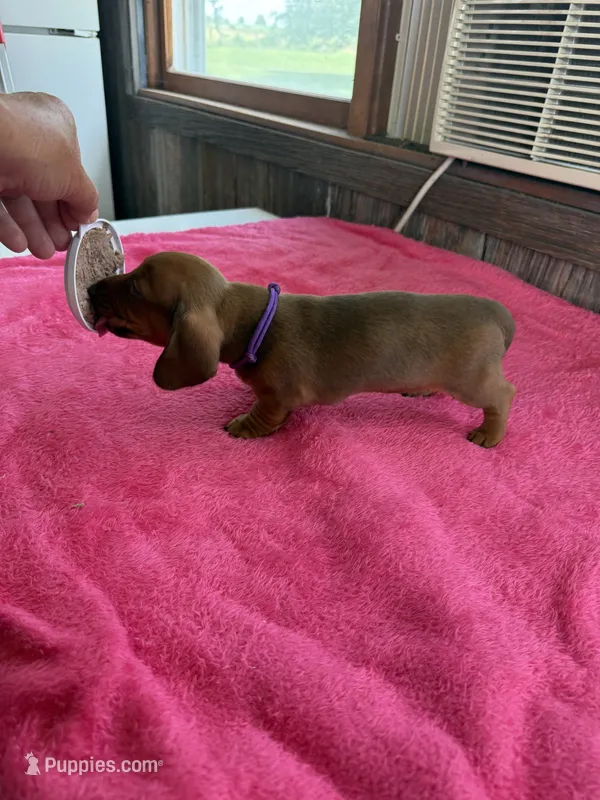 Cherry – Dachshund puppy for sale in Carrollton, MO