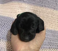 Charlotte, a female Dachshund for sale in Carrollton, MO – 2 of 5