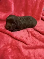 Cinnamon, a female Dachshund for sale in Carrollton, MO – 6 of 6