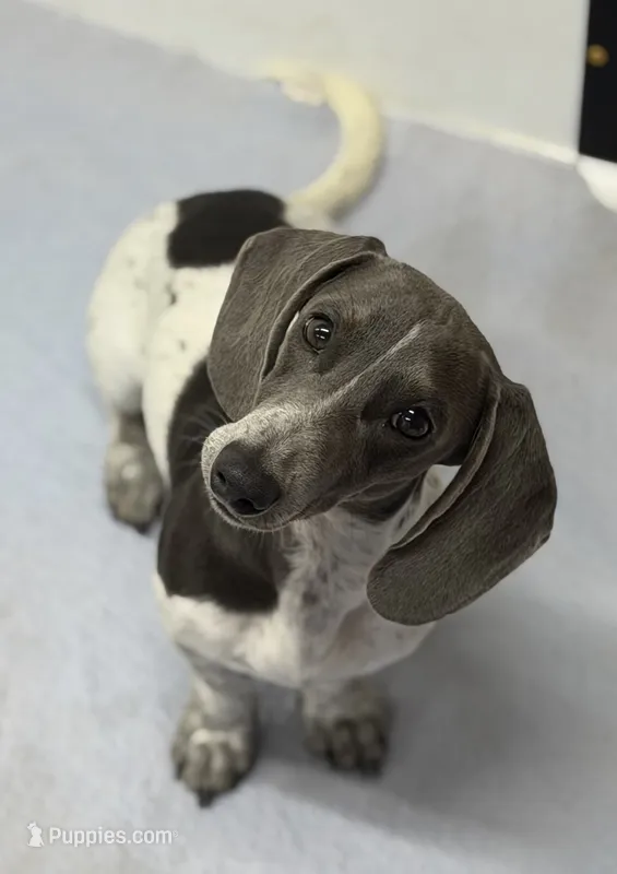 Slinky – Miniature Dachshund puppy for sale in Carrollton, MO