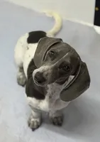 Slinky, a male Miniature Dachshund for sale in Carrollton, MO – 1 of 3
