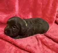 Cinnamon, a female Dachshund for sale in Carrollton, MO – 1 of 6