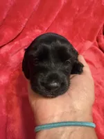 Pepper, a female Dachshund for sale in Carrollton, MO – 2 of 5