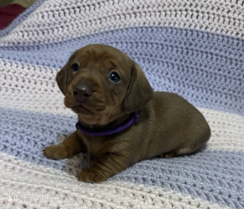 Cherry – Dachshund puppy for sale in Carrollton, MO