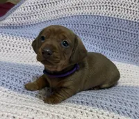 Cherry, a female Dachshund for sale in Carrollton, MO – 1 of 4