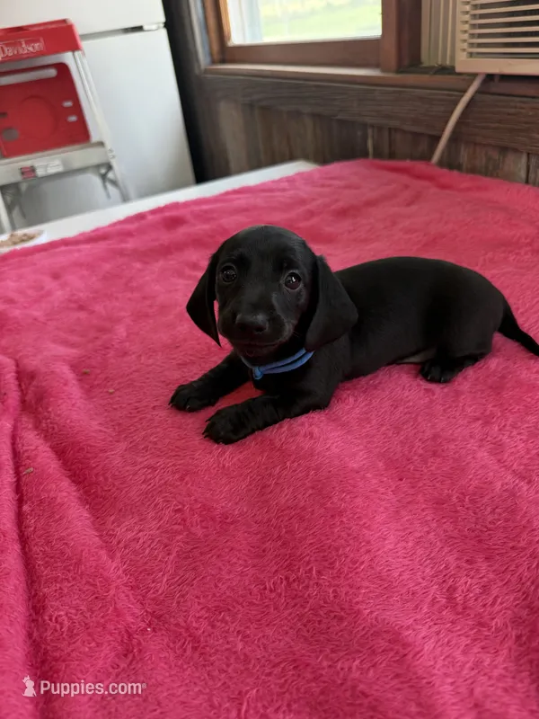 Charlie – Dachshund puppy for sale in Carrollton, MO